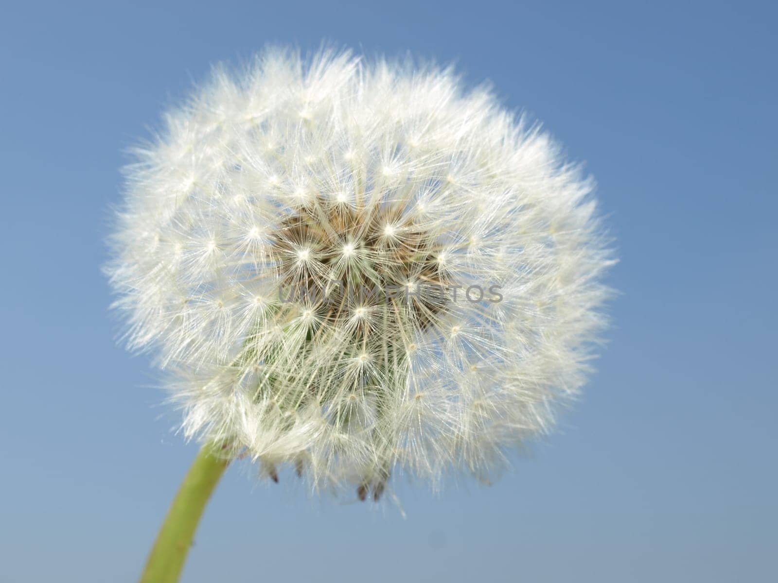 Dandelion