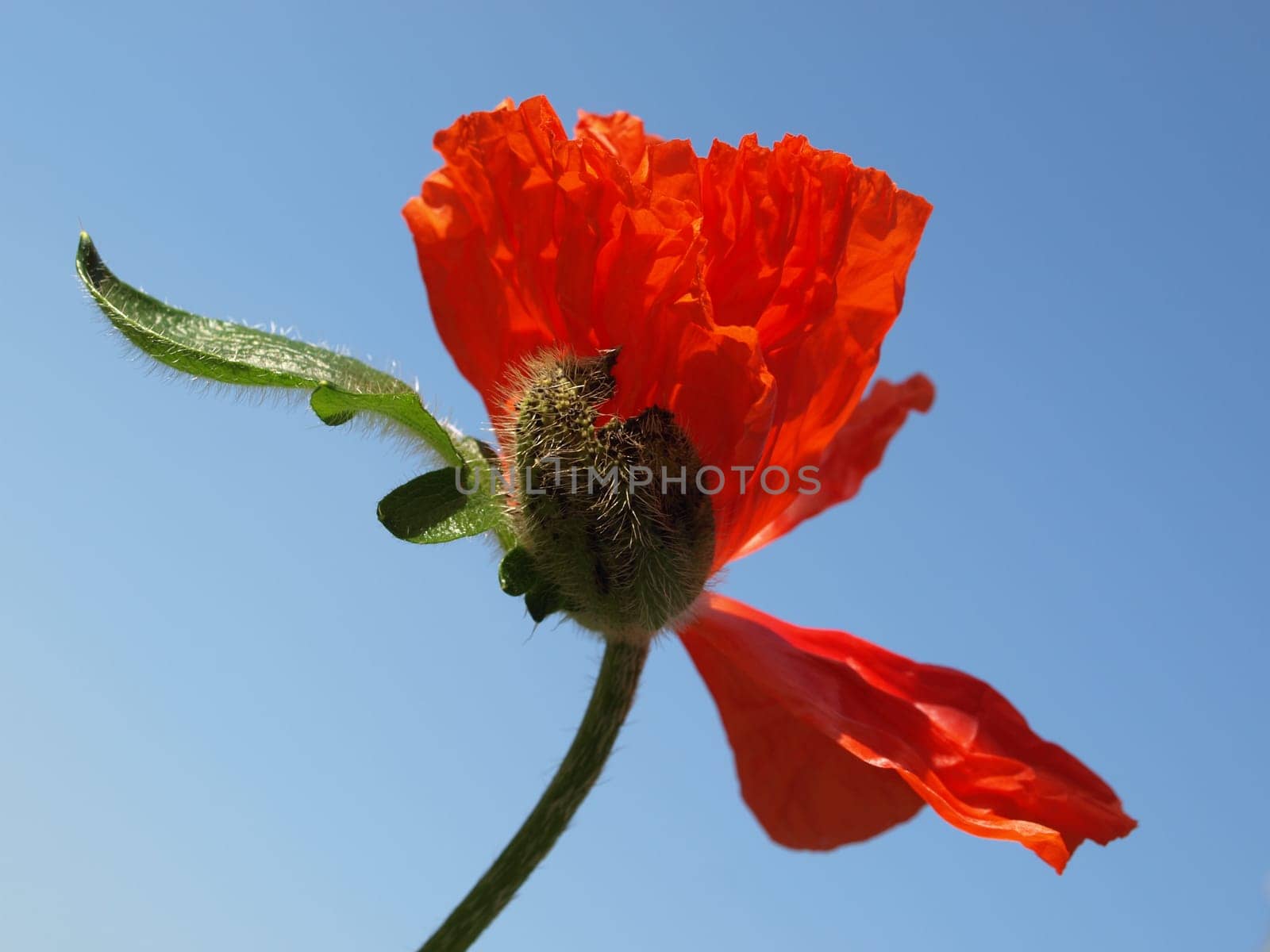 Garden Poppy
