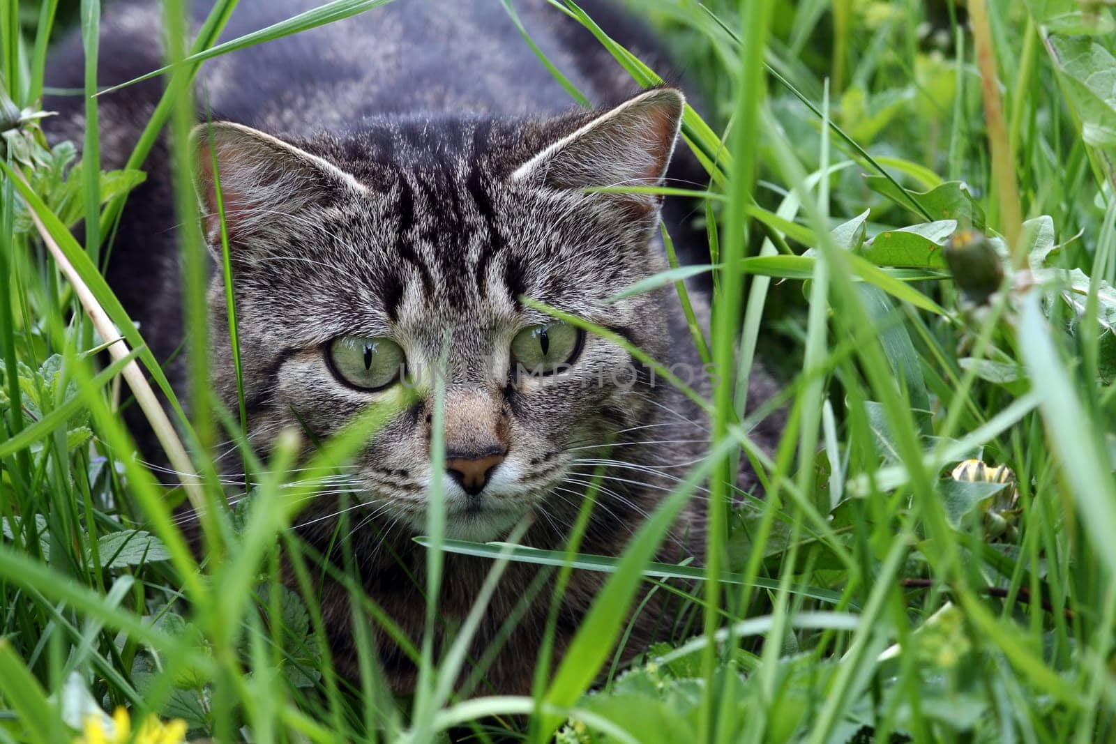 Hunting in the grass