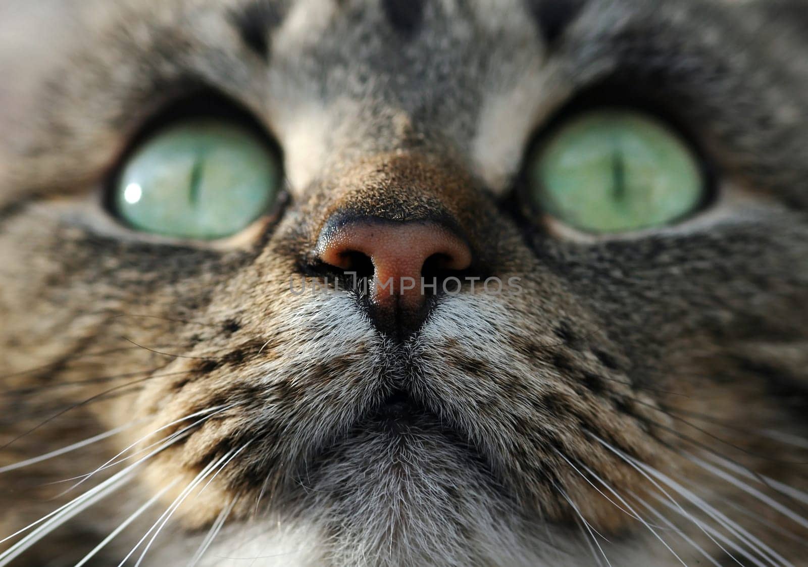 Close-up of a pretty cat face