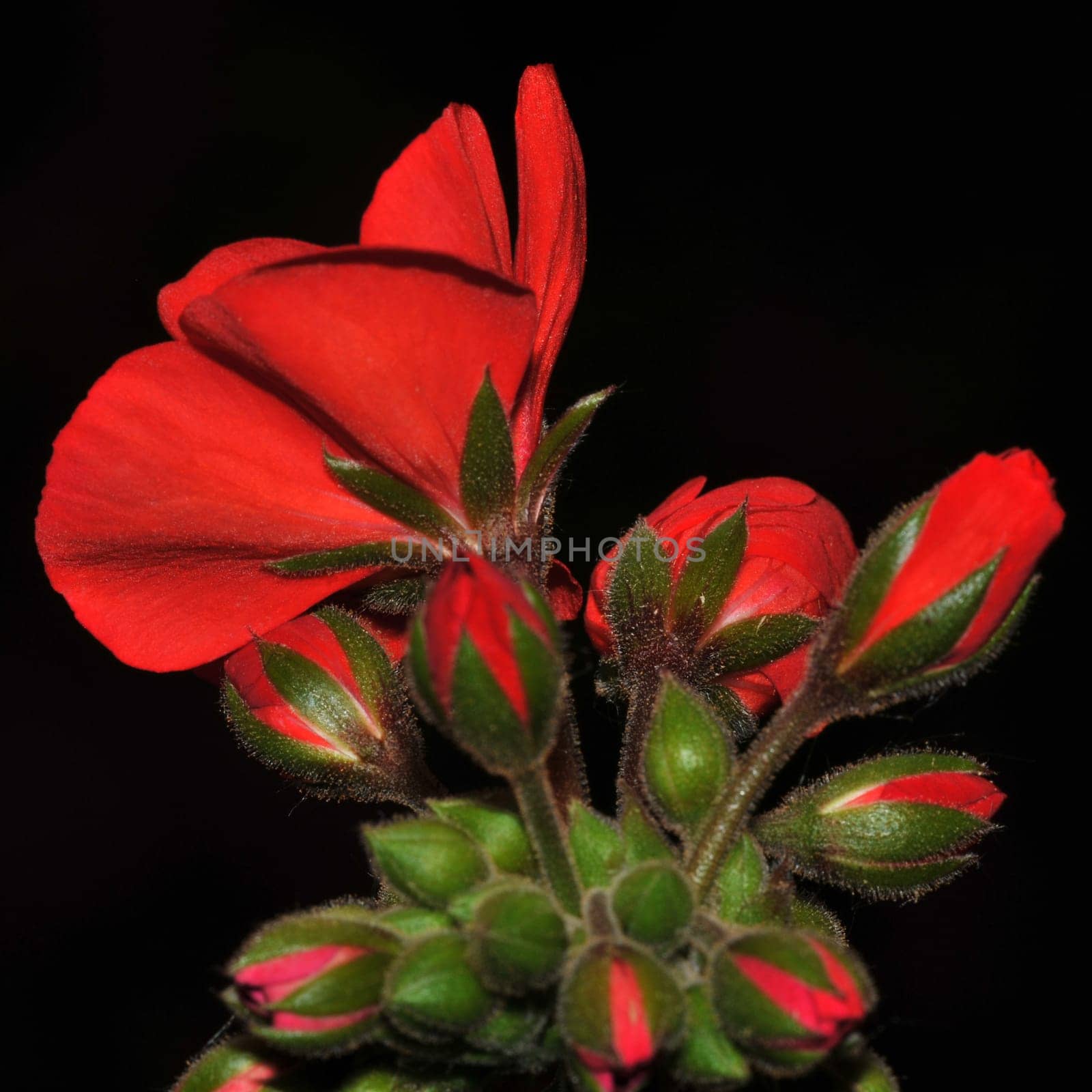 Geranium