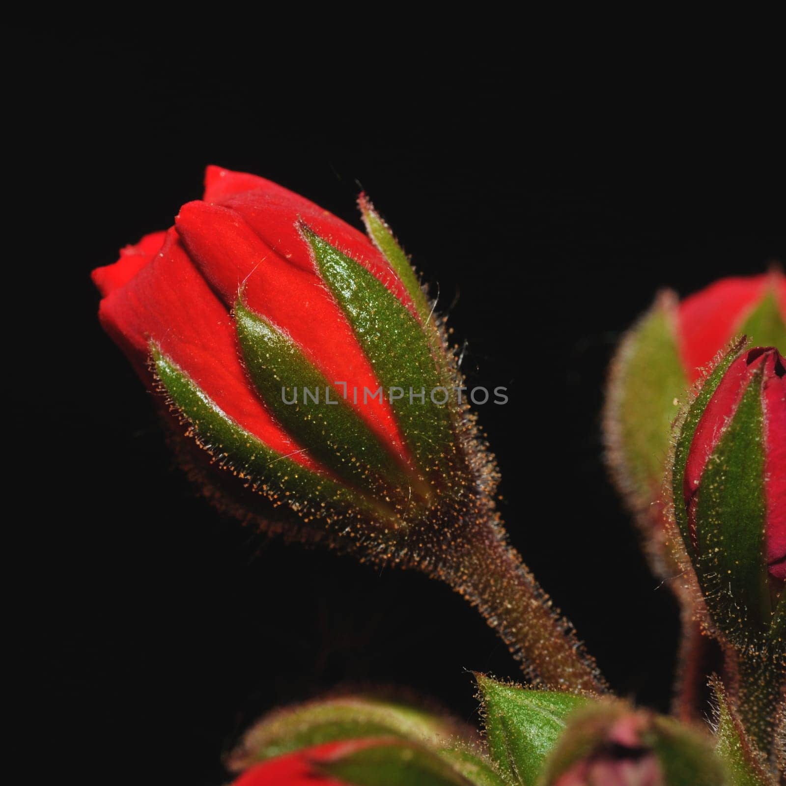 Geranium