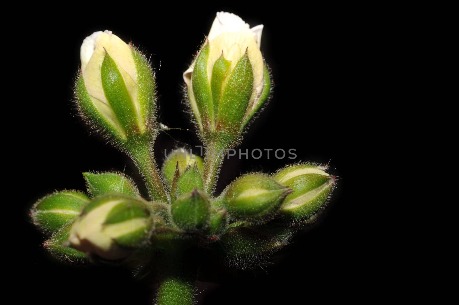 Geranium