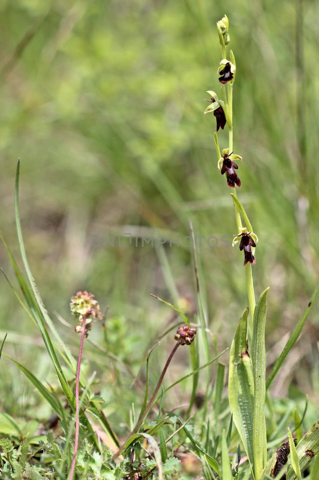 Fly orchid (Ophrys insectifera)