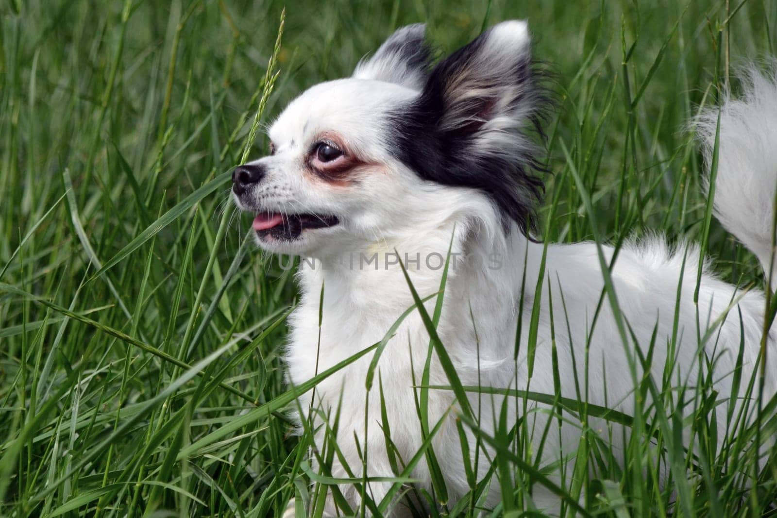 Chihuahua with slight headwind
