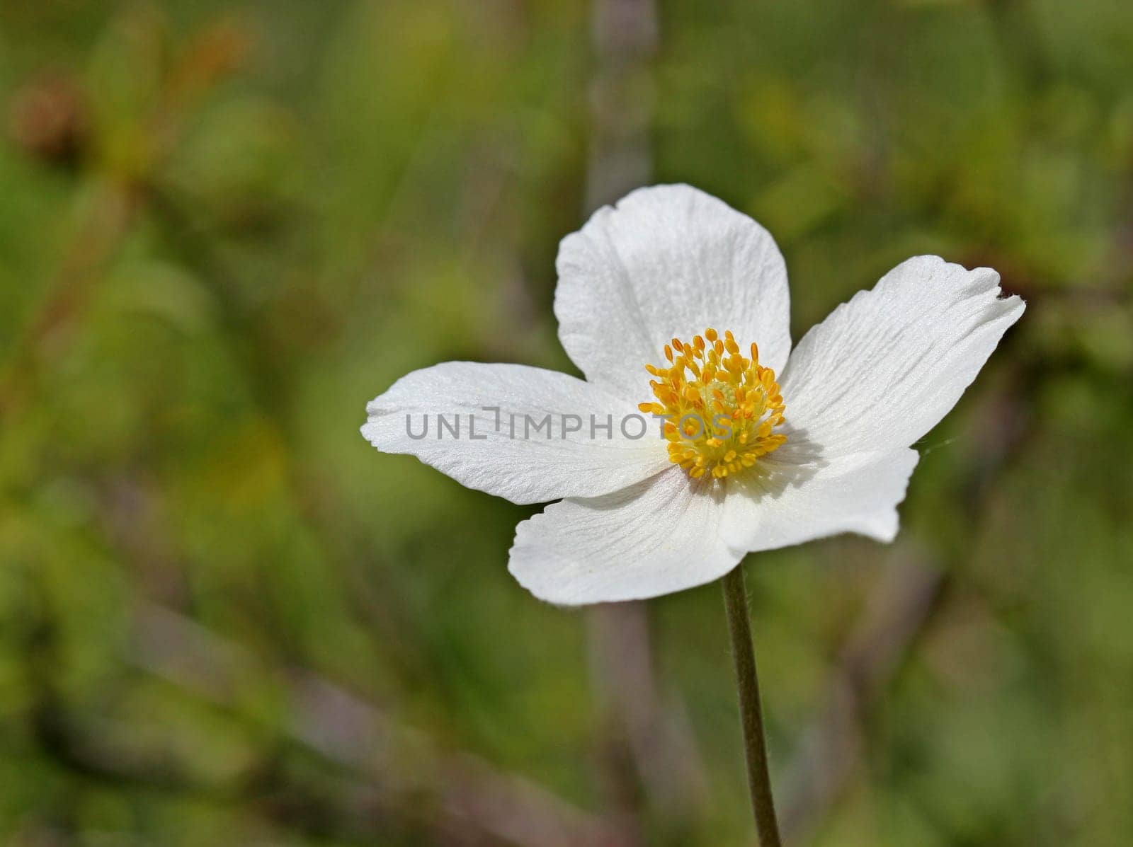 Anemone sylvestris on the Dörnberg