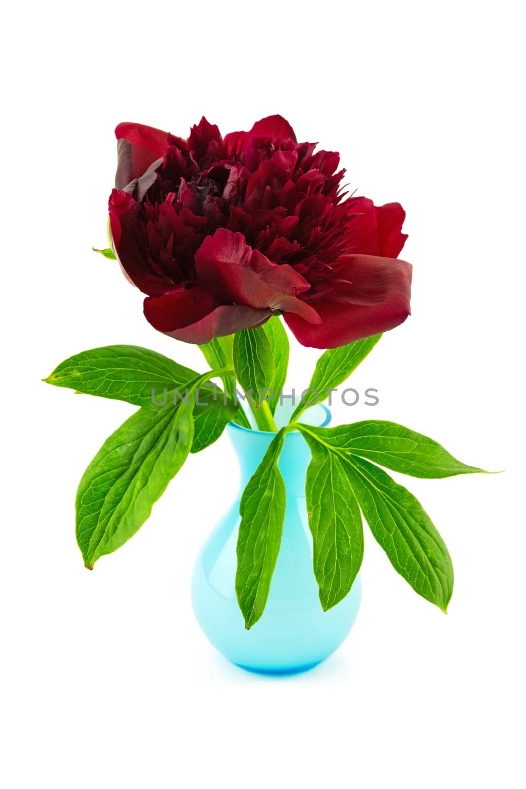 red peony in vase,close-up of the flower against a white background