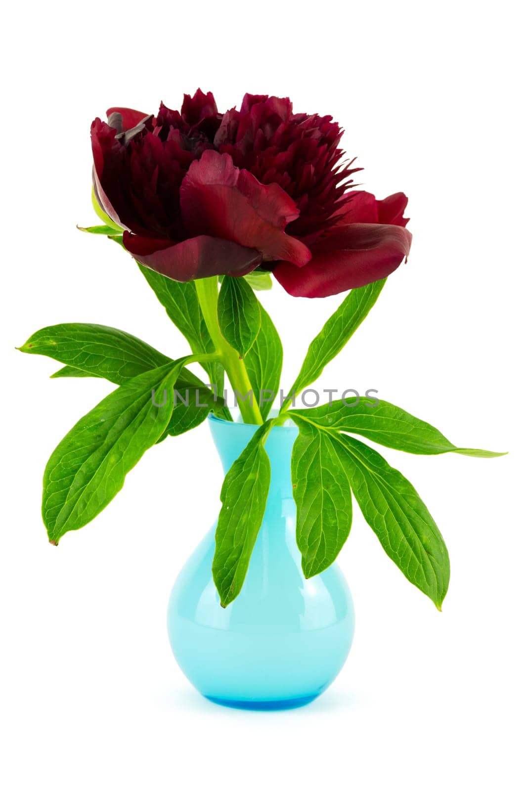red peony in vase,close-up of the flower against a white background