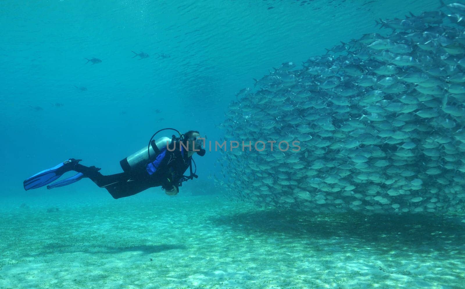 Divers and mackerel