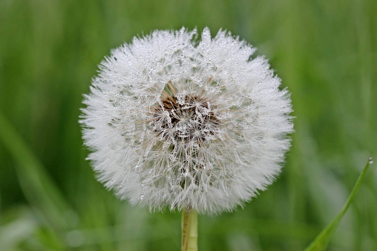 Dandelion with dewdrops