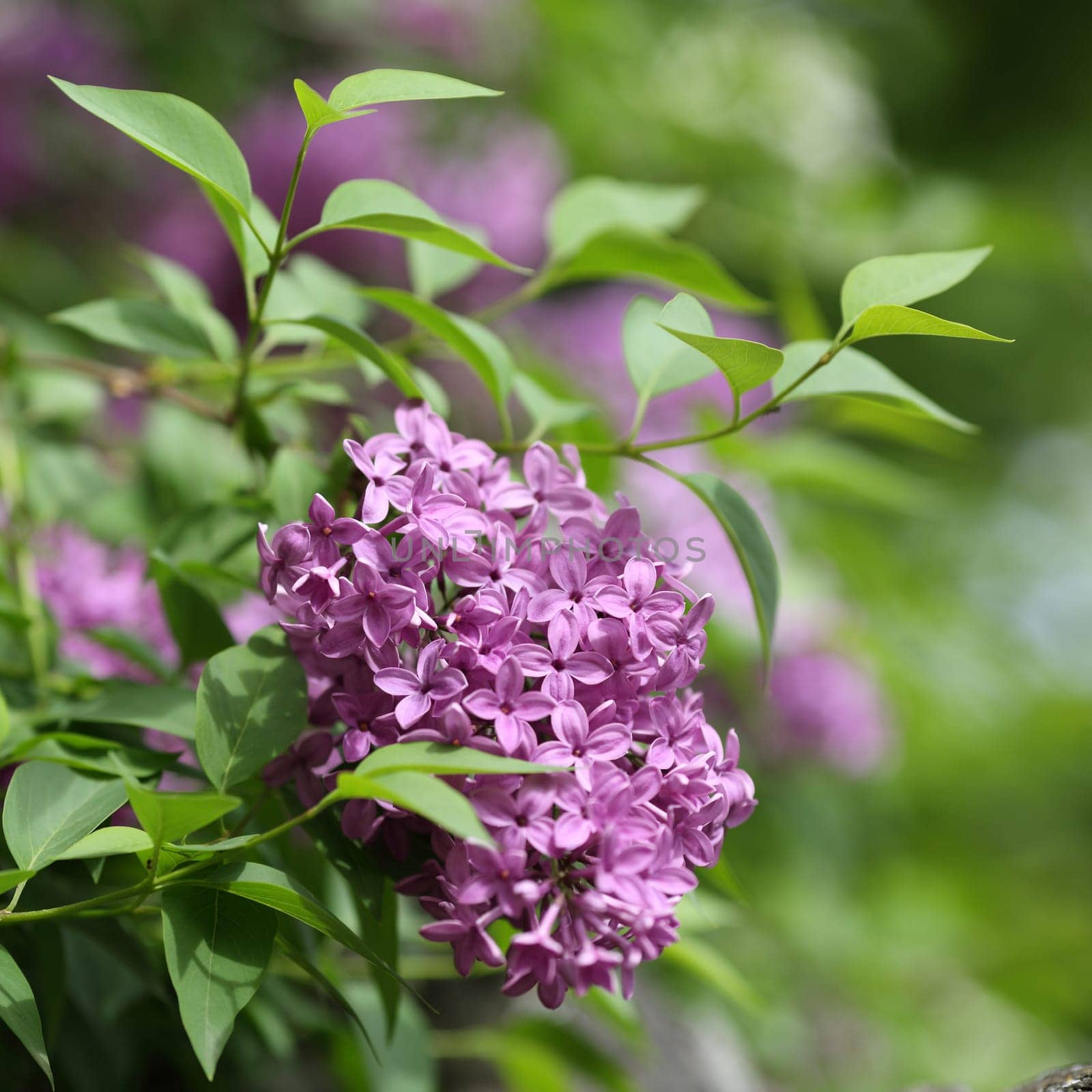 Details of flowers and leaves of common lilac, Syringa vulgaris.