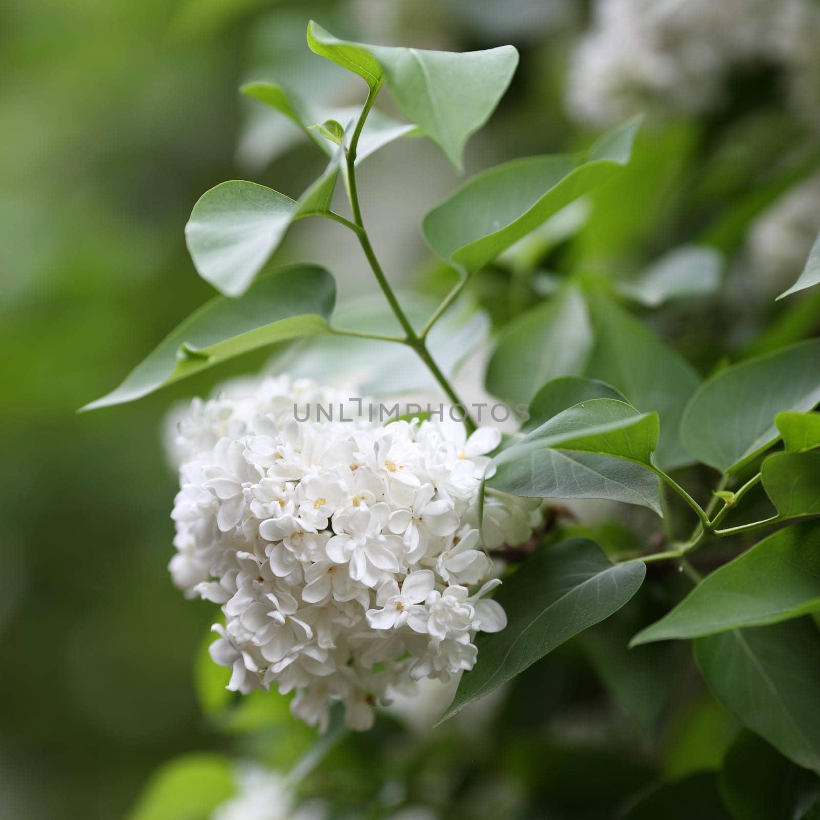 Details of flowers and leaves of common lilac, Syringa vulgaris.