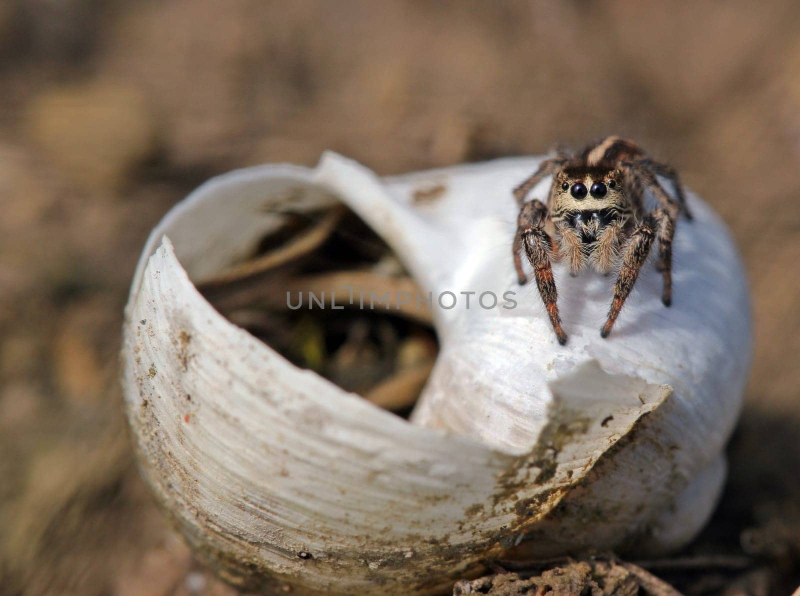 Female cross-jumping spider guards her snail shell