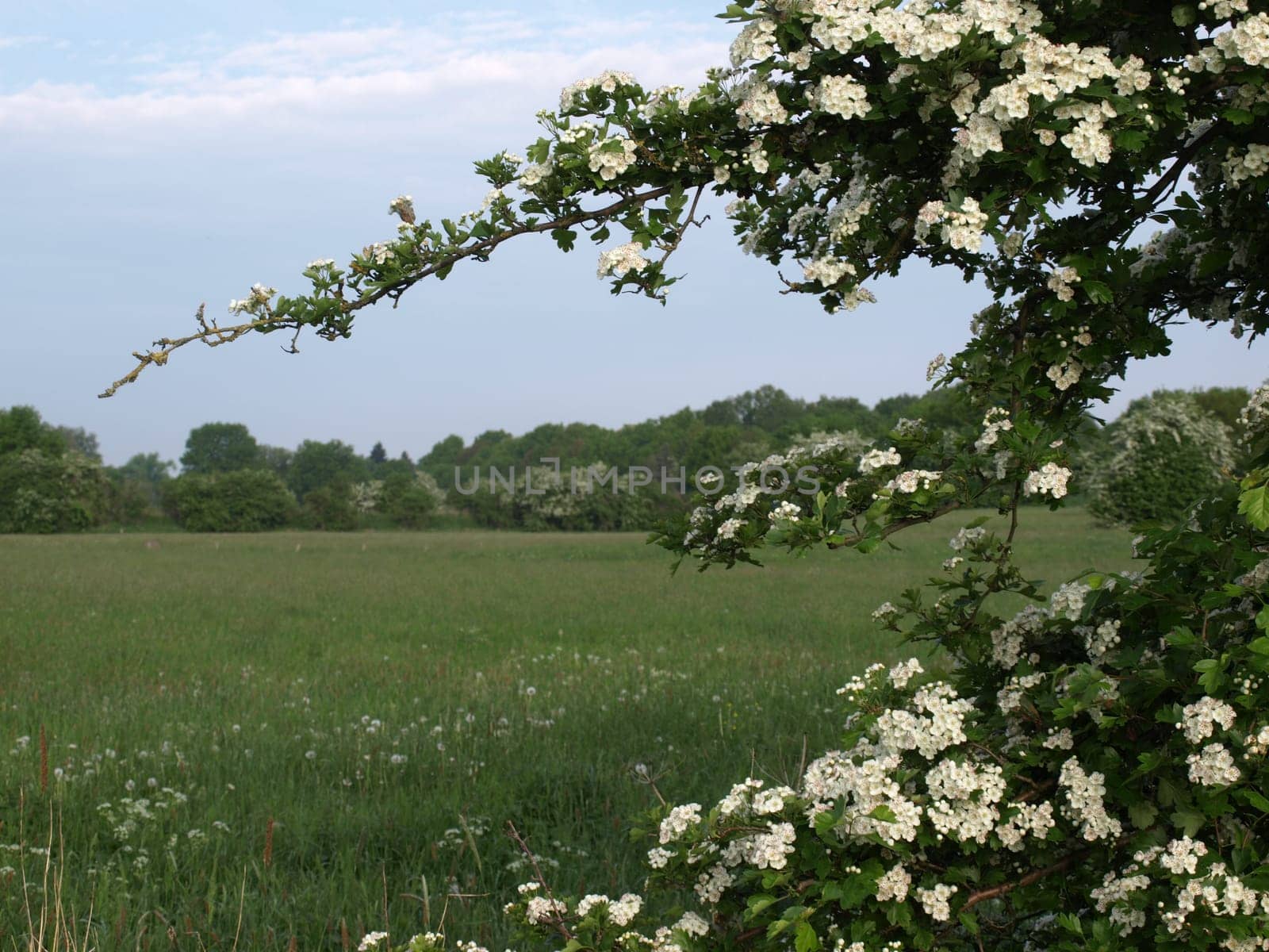 Hawthorn branches