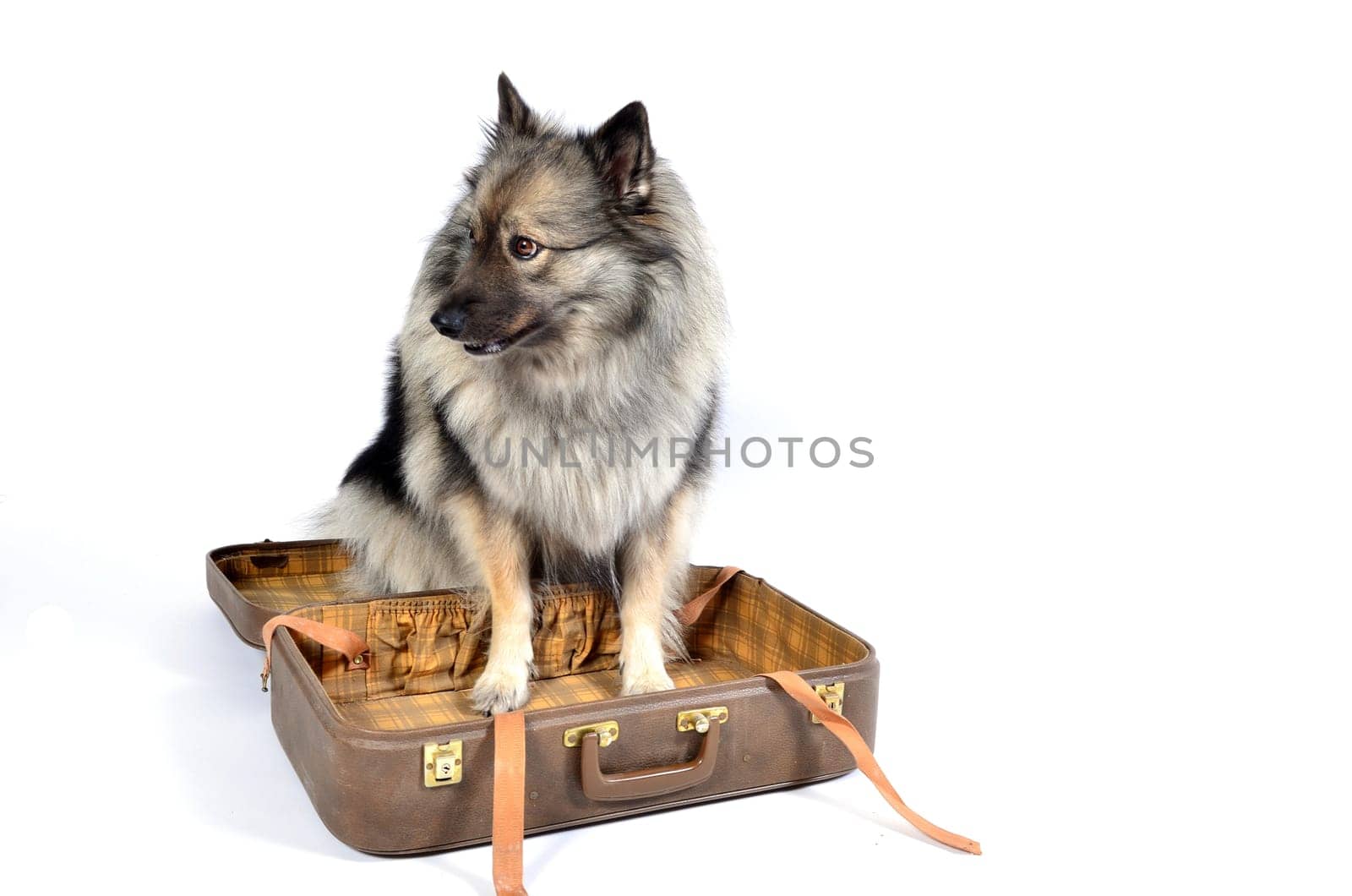 Dog suitcase holiday