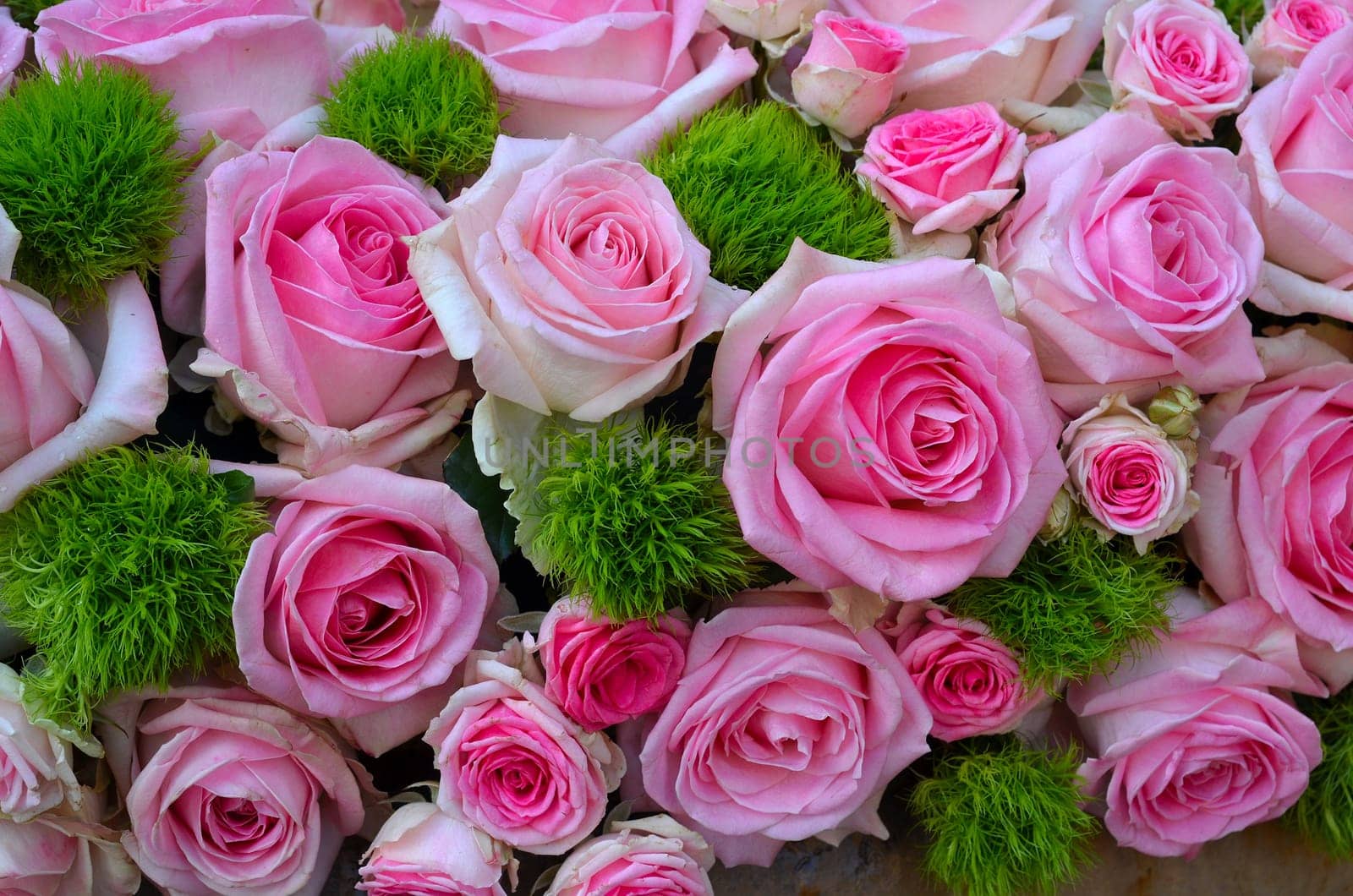 rose bouquet of roses