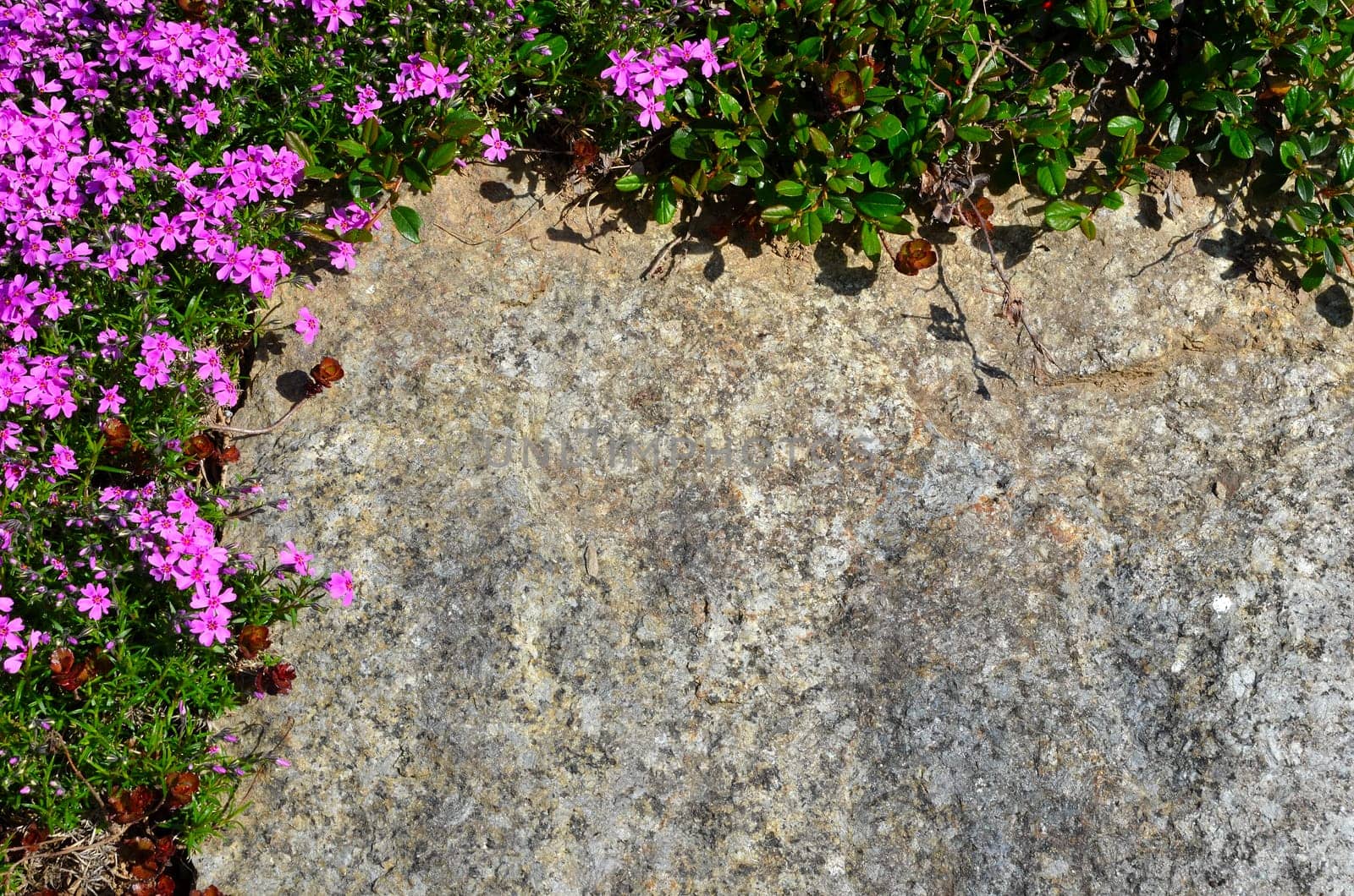 colorful flowers background stone