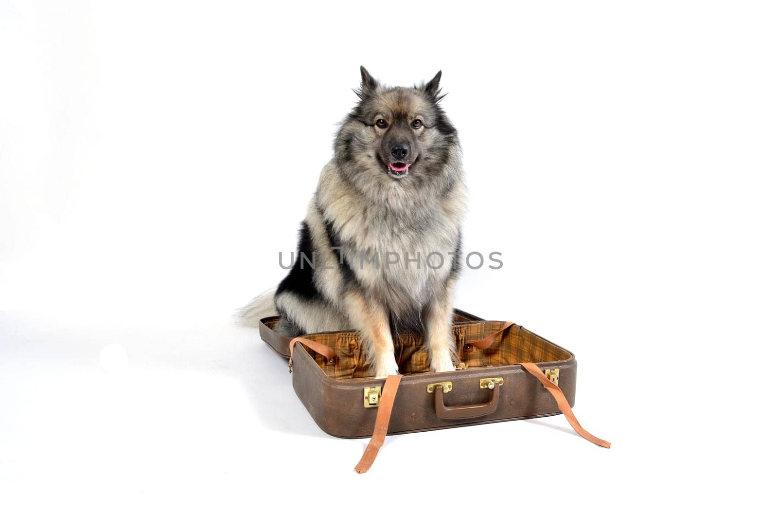 Dog suitcase holiday