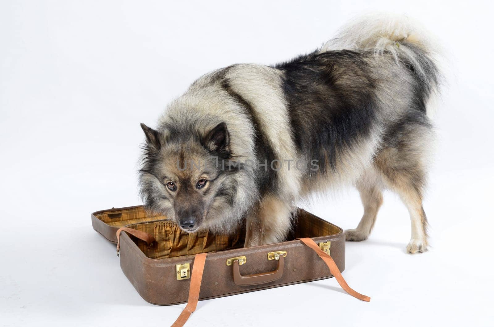 Dog suitcase holiday