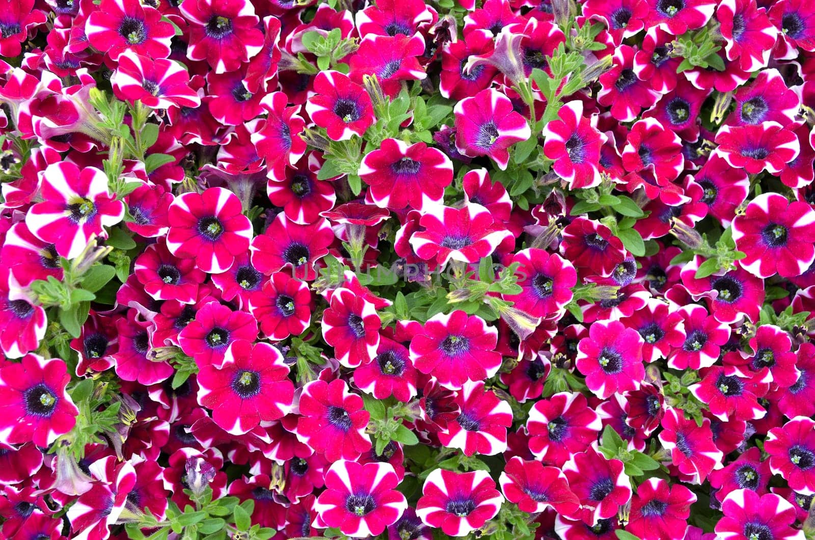 colorful flowers background petunias