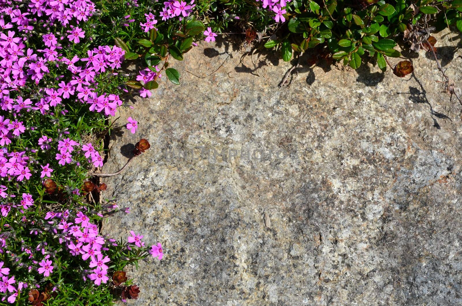 colorful flowers background stone