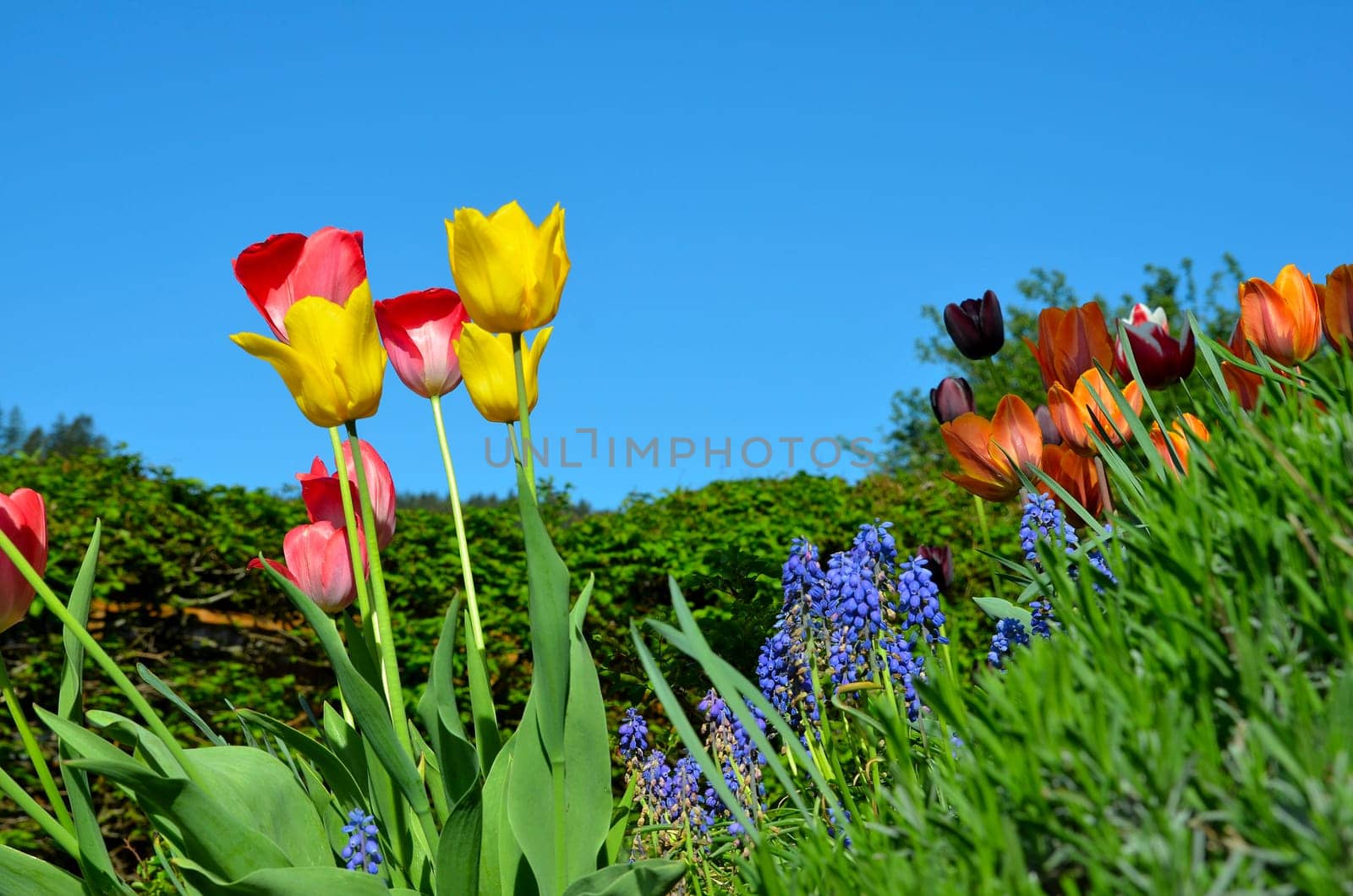Spring Tulips Flowers