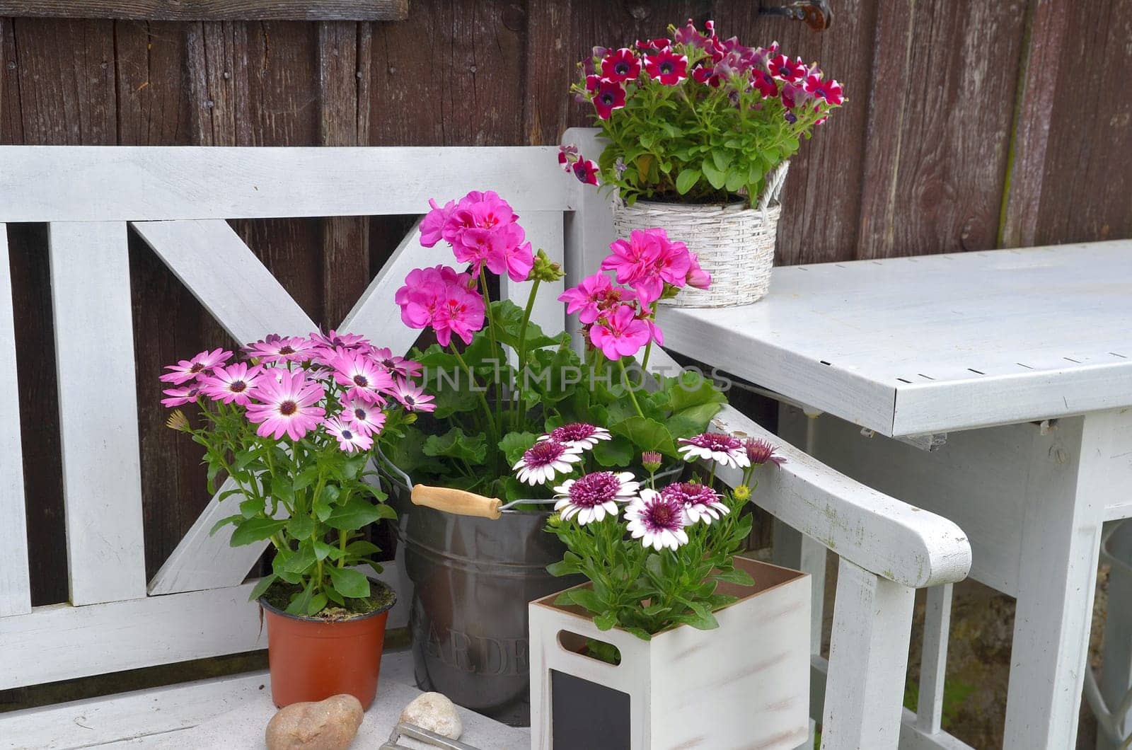 Flowers in spring in the garden plants