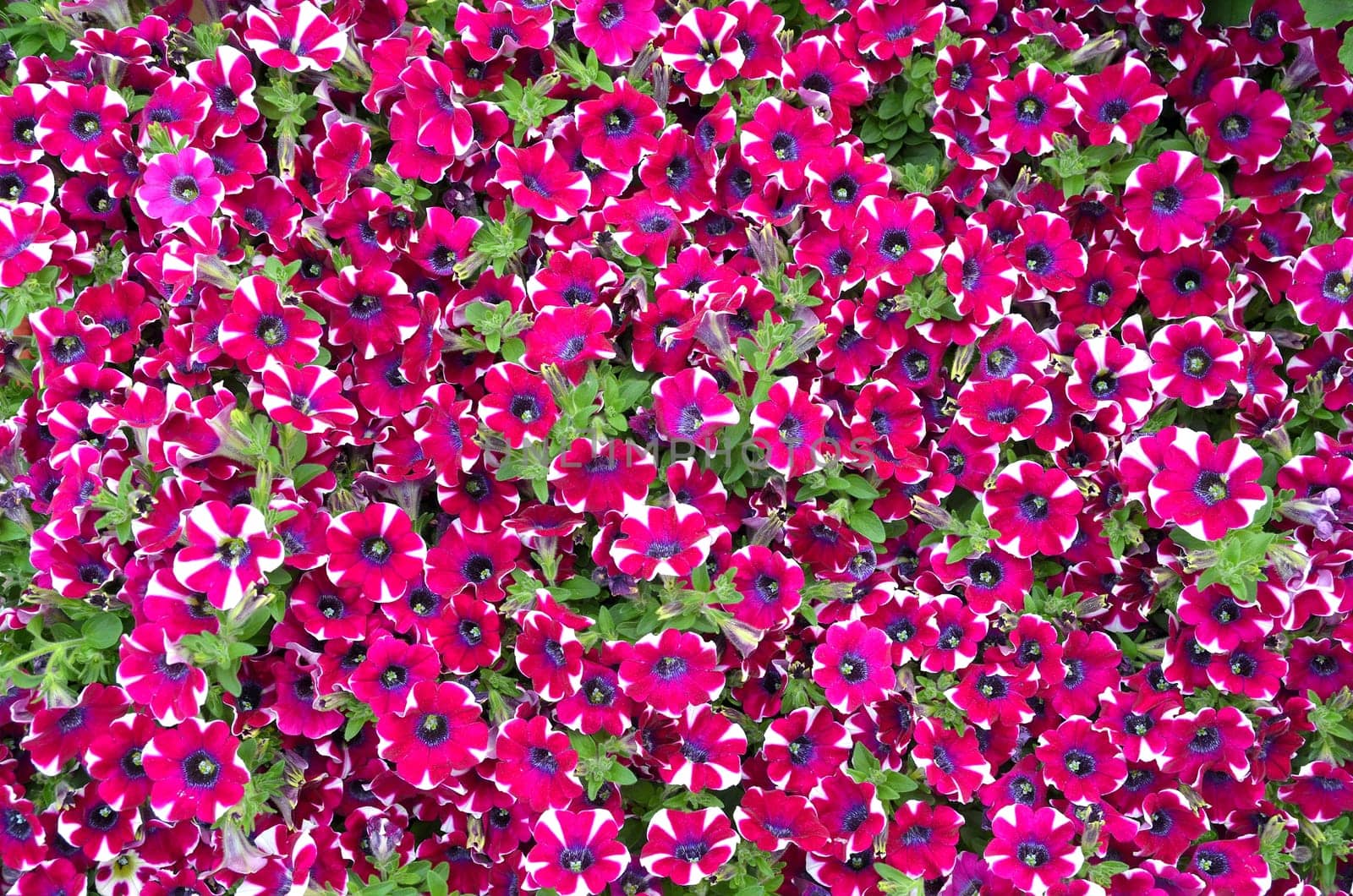 colorful flowers background petunias