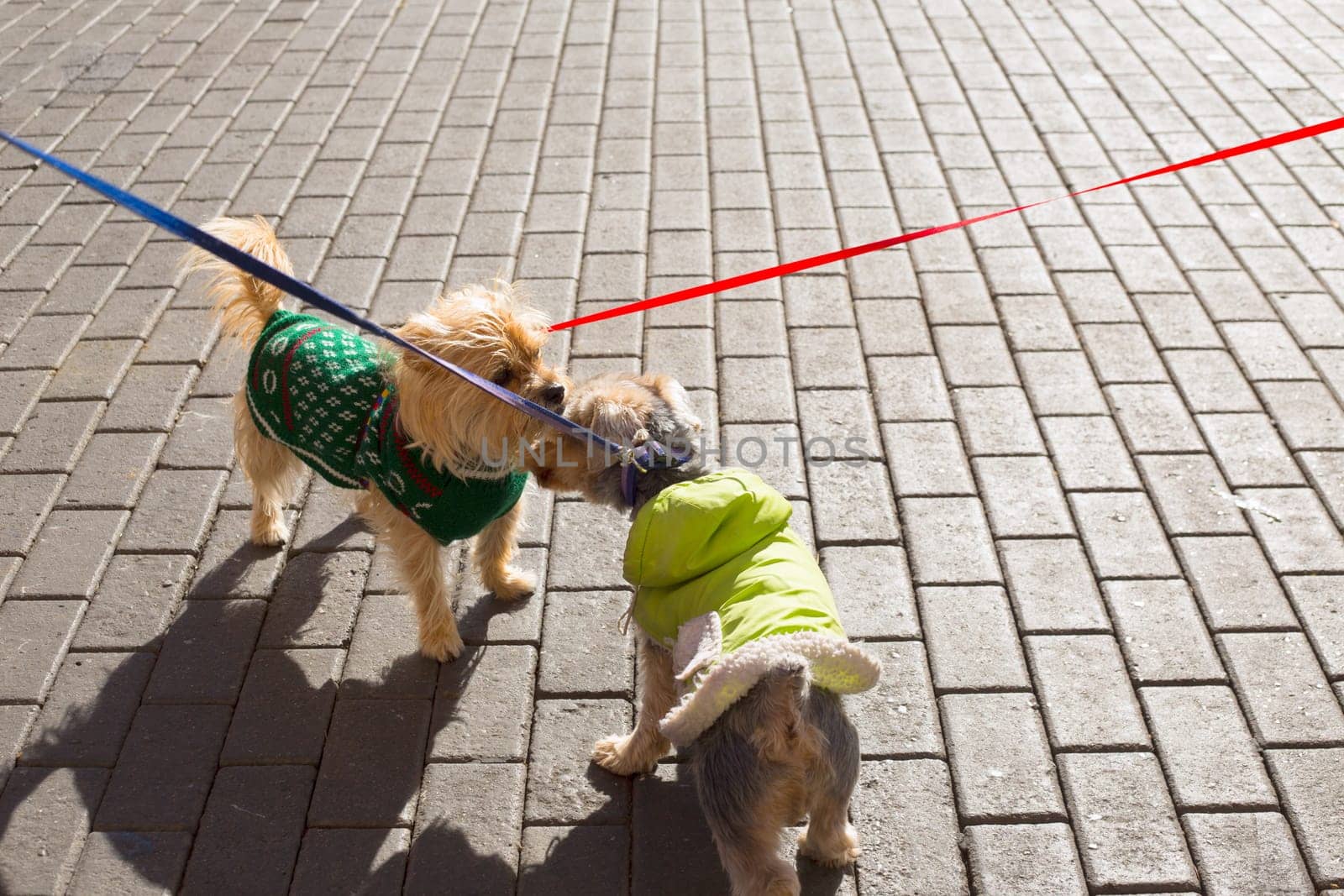 Dog Yorkshire Terrier couple smelling eachother on street floor
