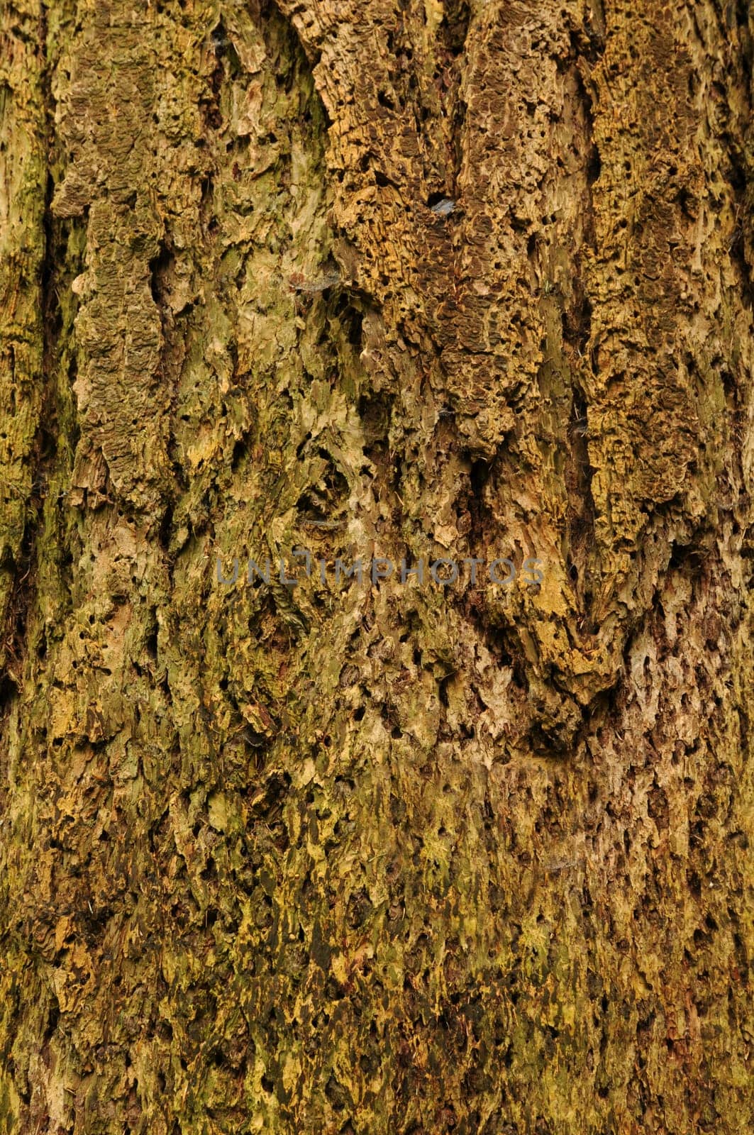 Coastal Douglas fir