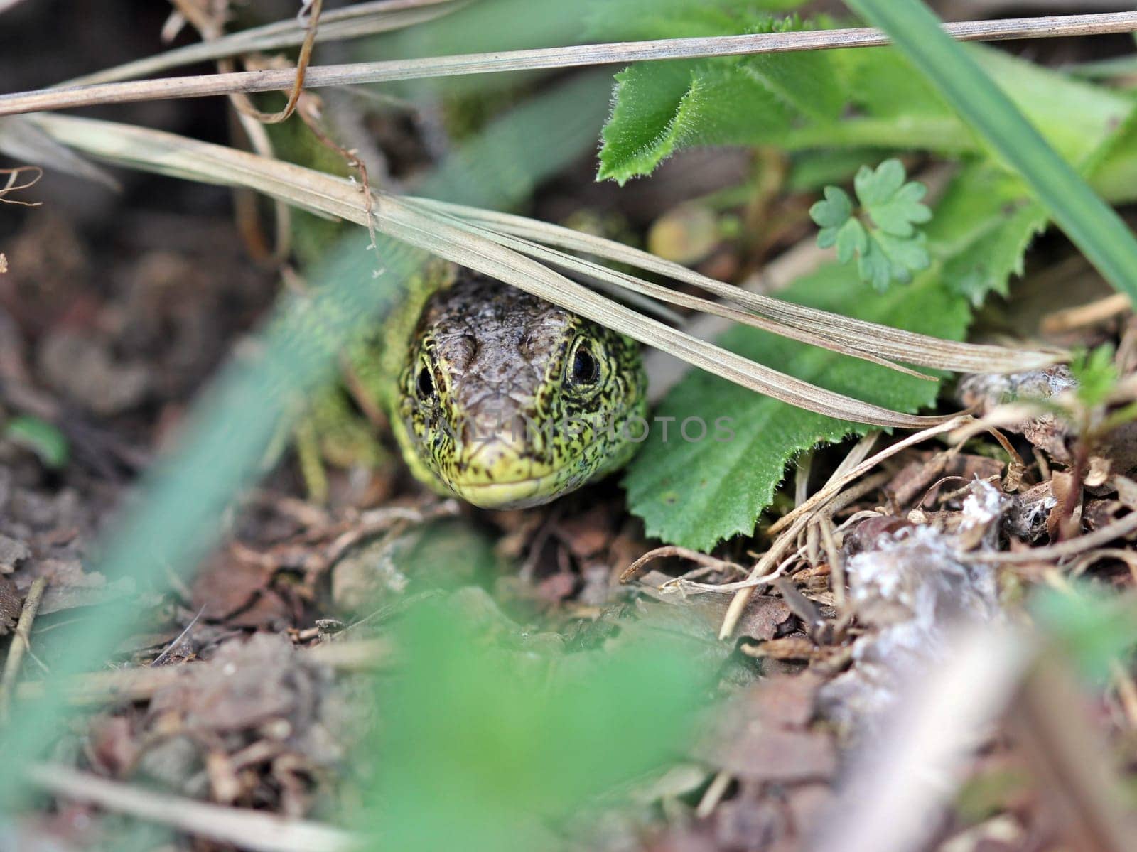 Male sand lizard in hiding