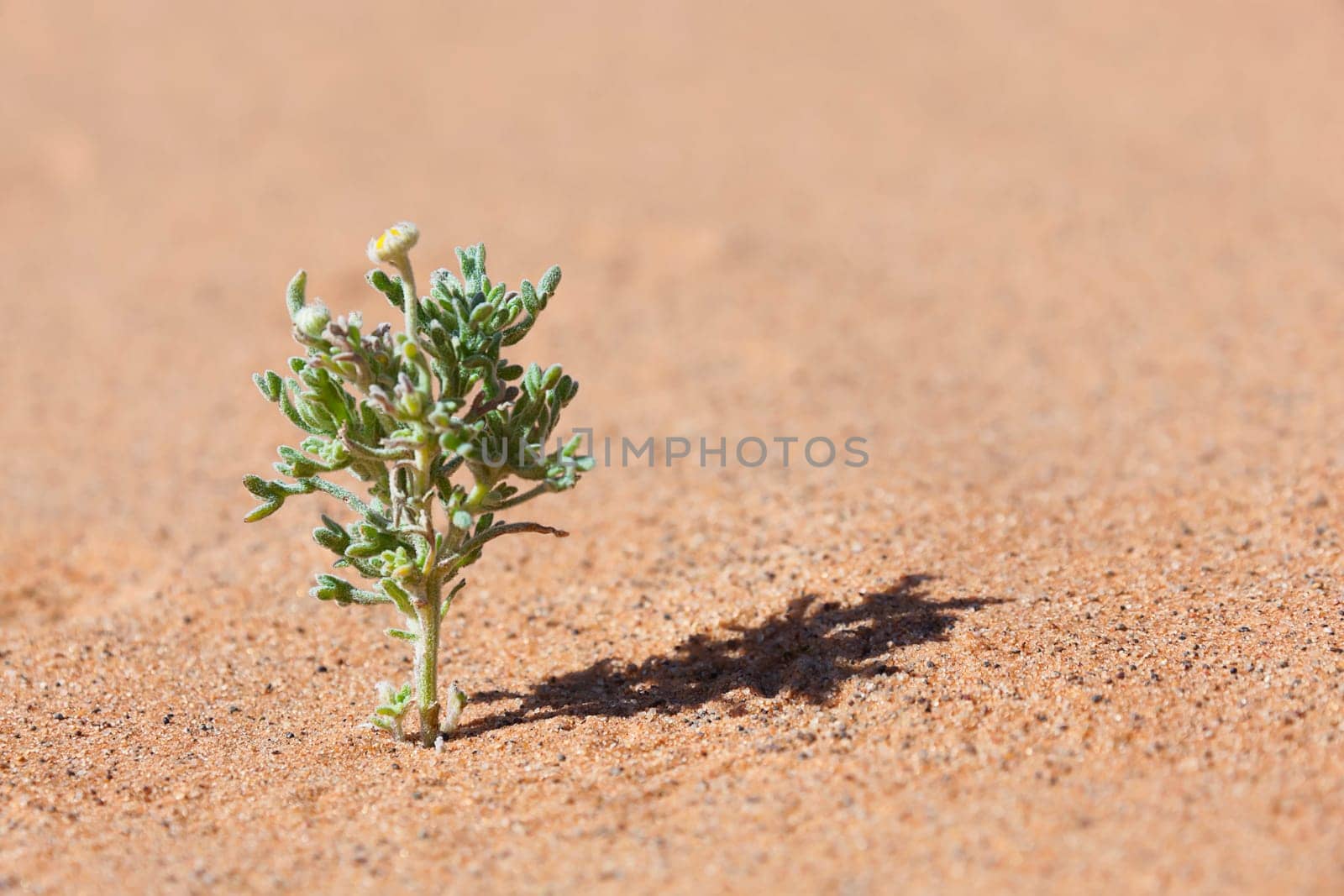 Desert plant in sand with tiny yellow flower.