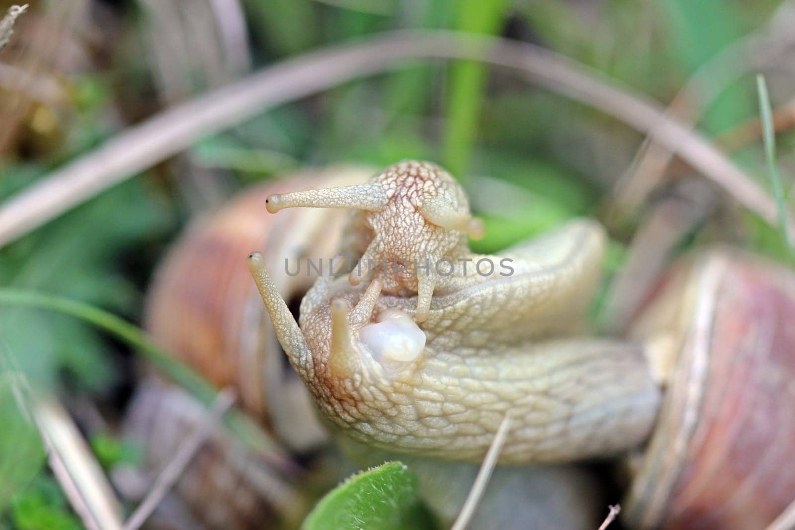 Vineyard snail mating