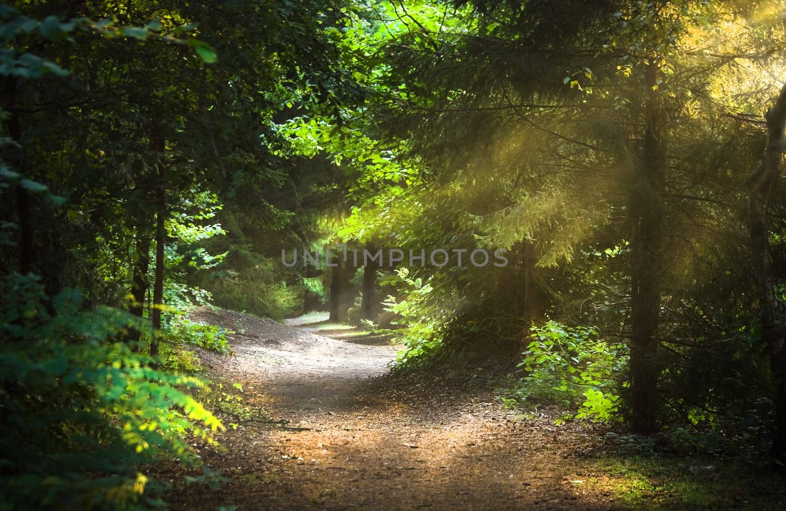 Sunbeams through the trees on early morning in the forest