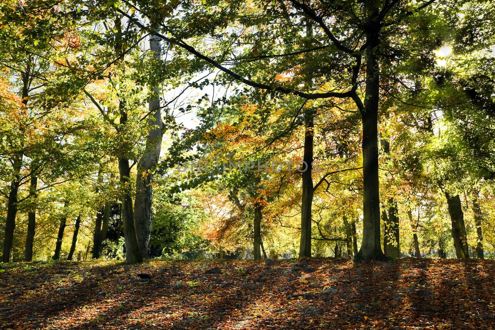 Sunlight shining through the trees in autumn