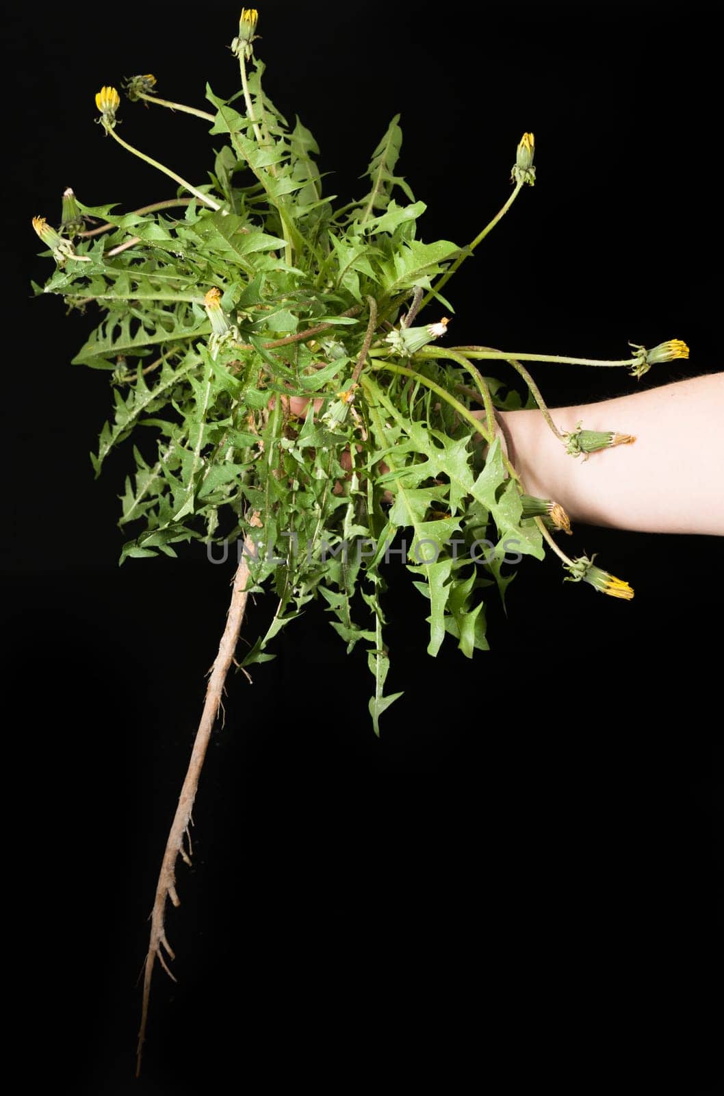 Dandelion plant
