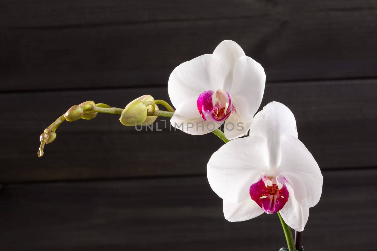 Closeup white orchid Phalaenopsis cultivars hybrid flower macro on black