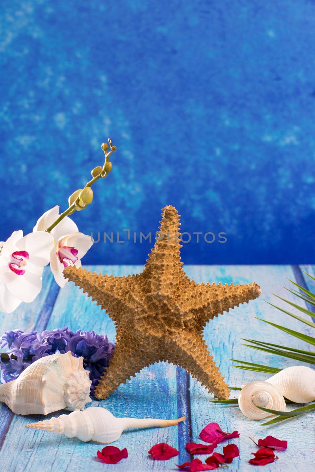 starfish seashells with hyacinth flower and white orchid on blue wood  background