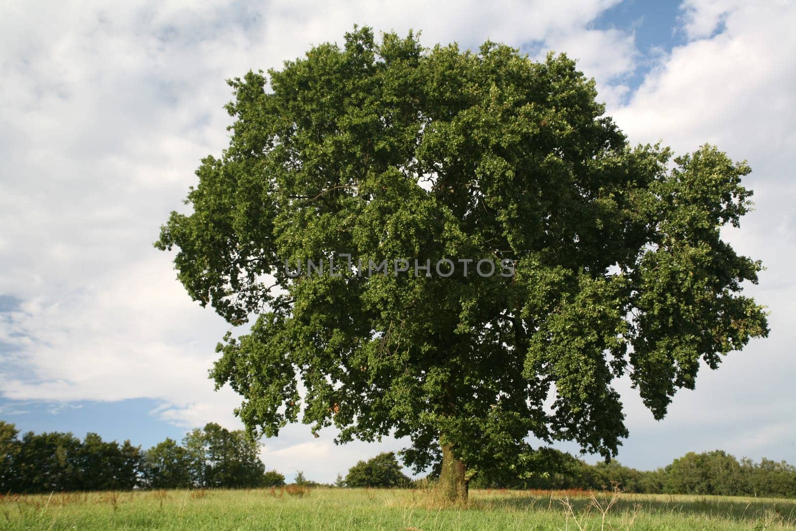 Pedunculate oak in summer