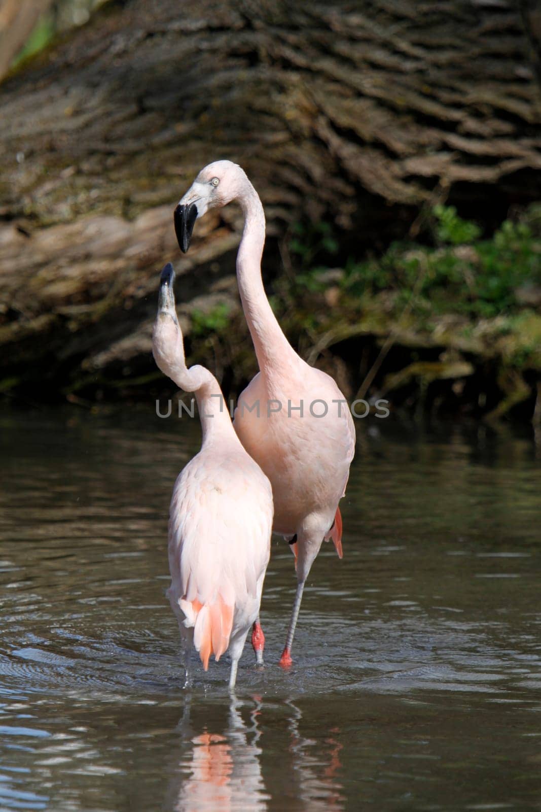 Arguing flamingos