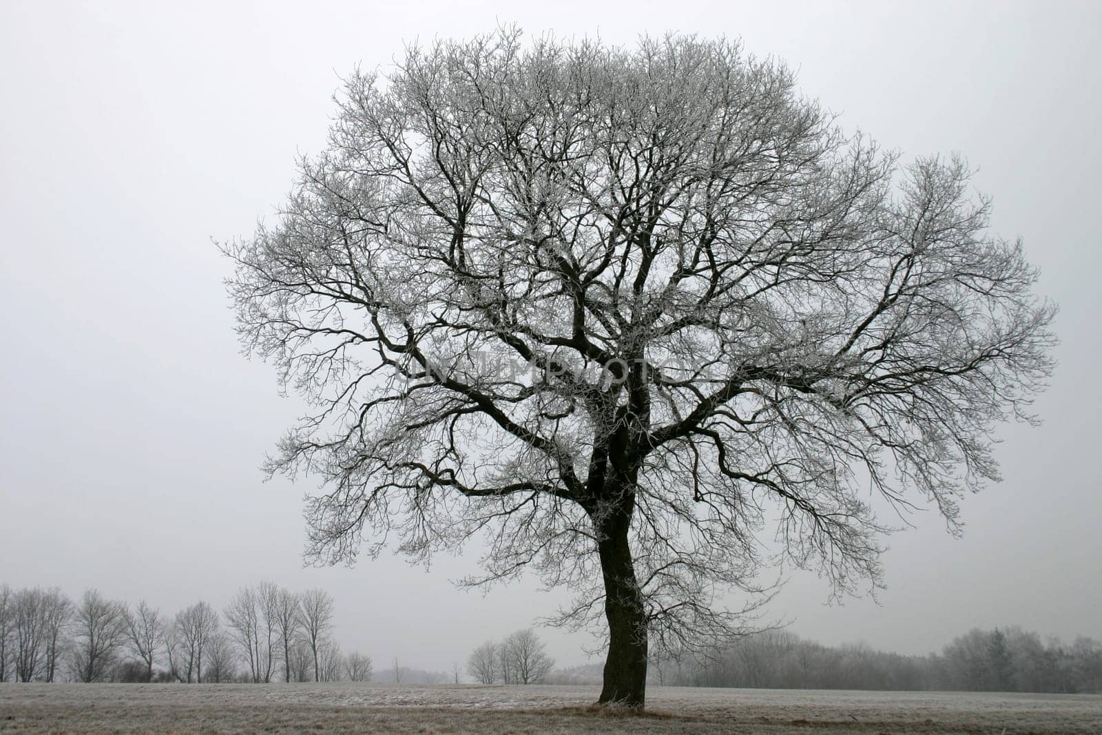 Pedunculate oak in winter