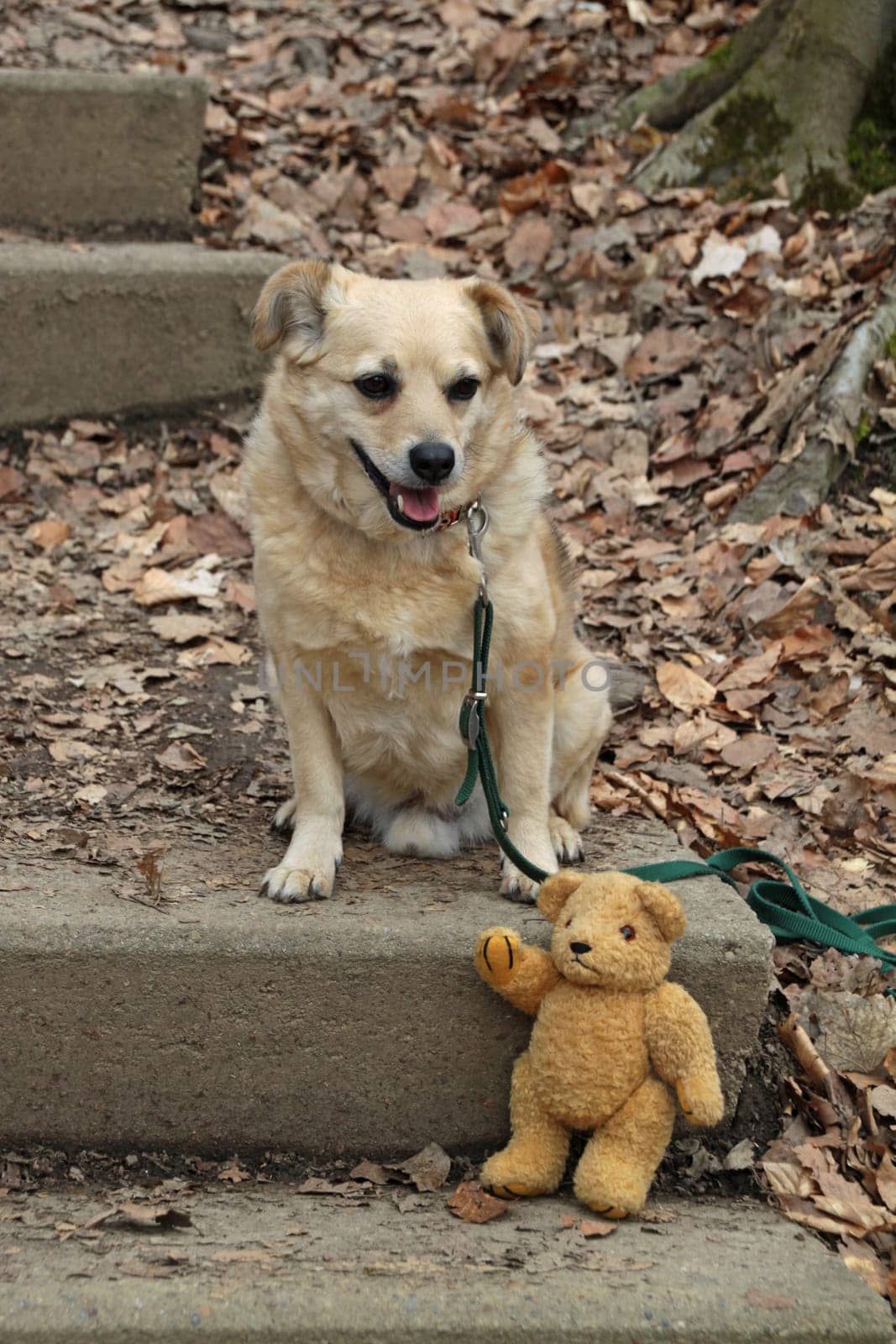 Hiking trail to Hohenstein with teddy bear and dog
