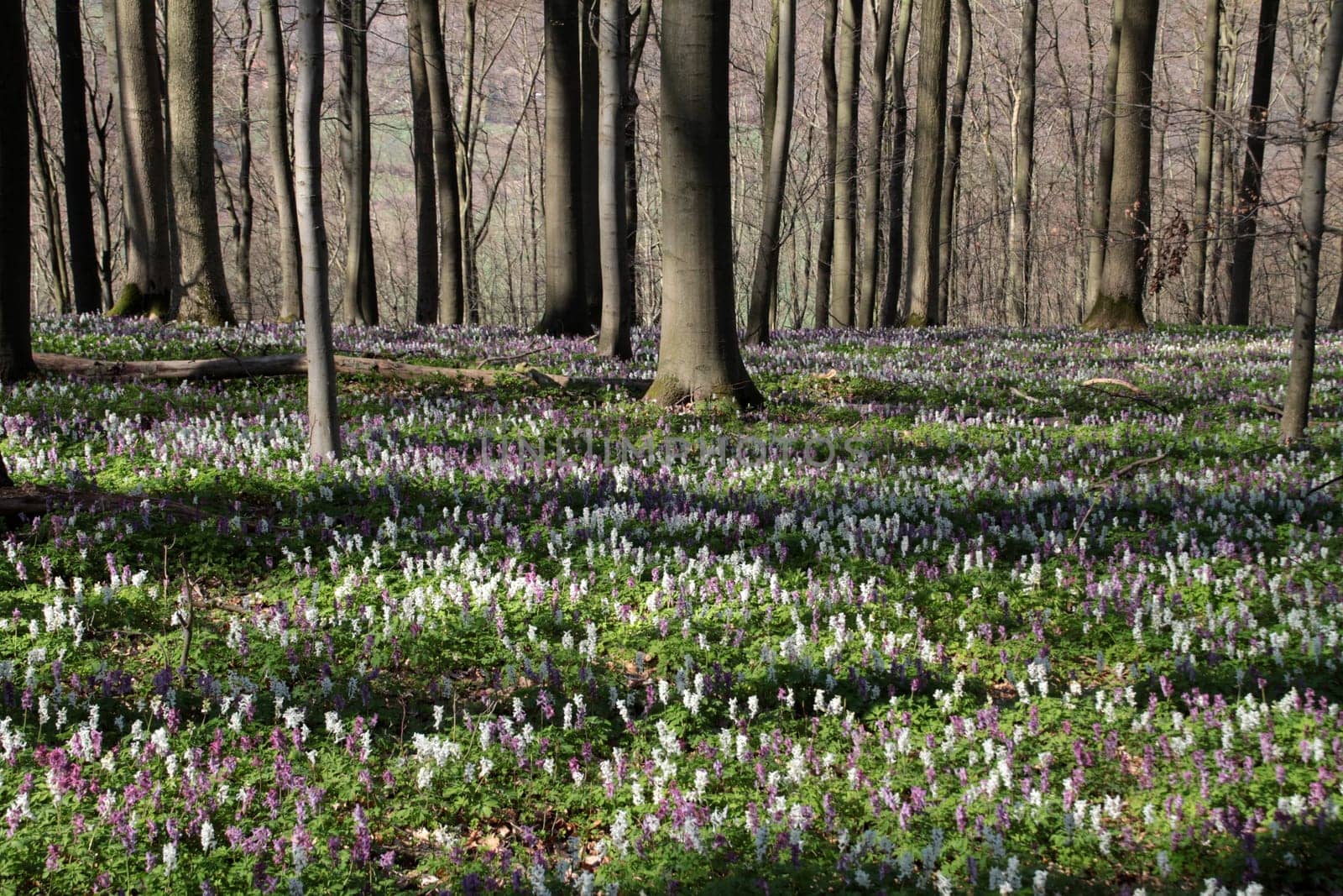 Lark spur blossom on the Bärenkopf in the Kalletal
