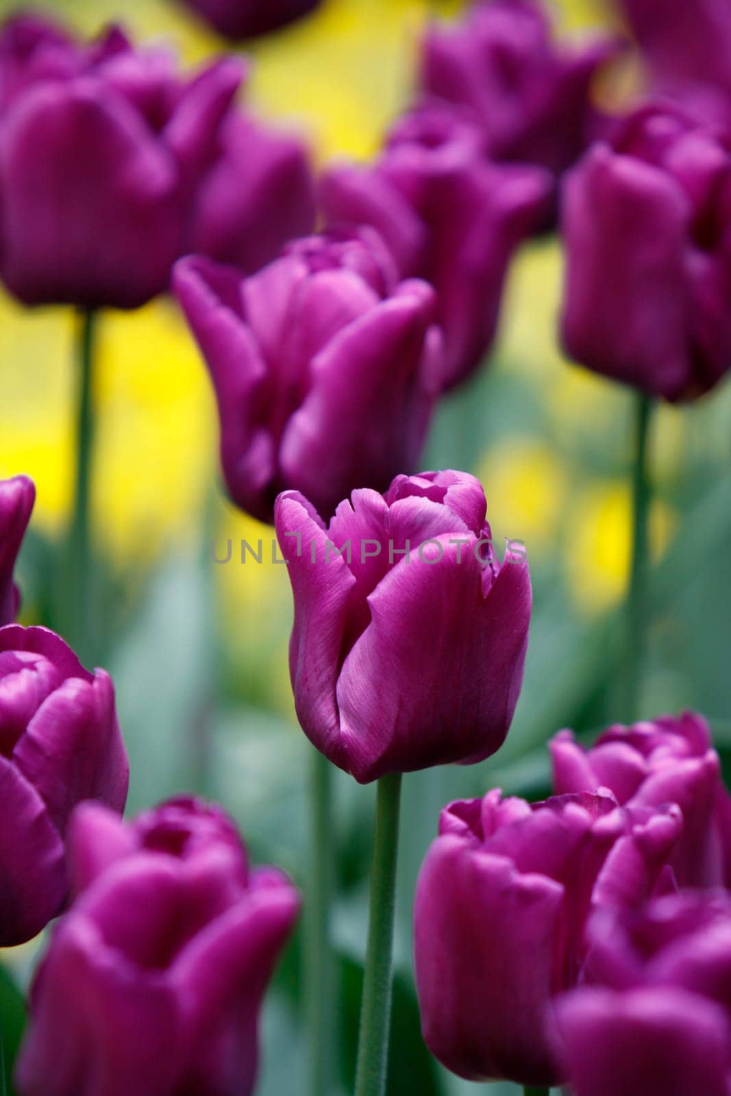 Purple tulips