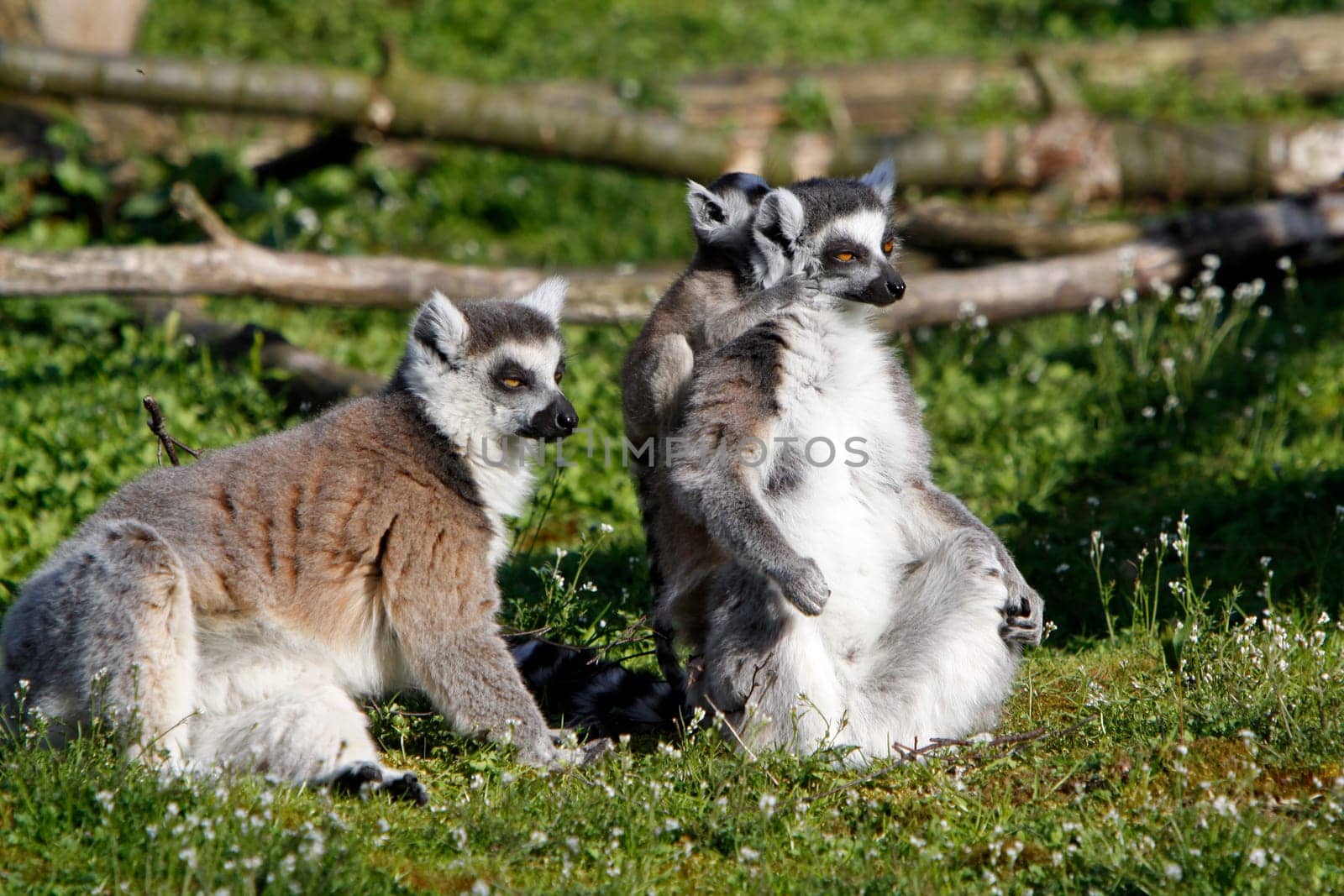 Ring-tailed lemur family