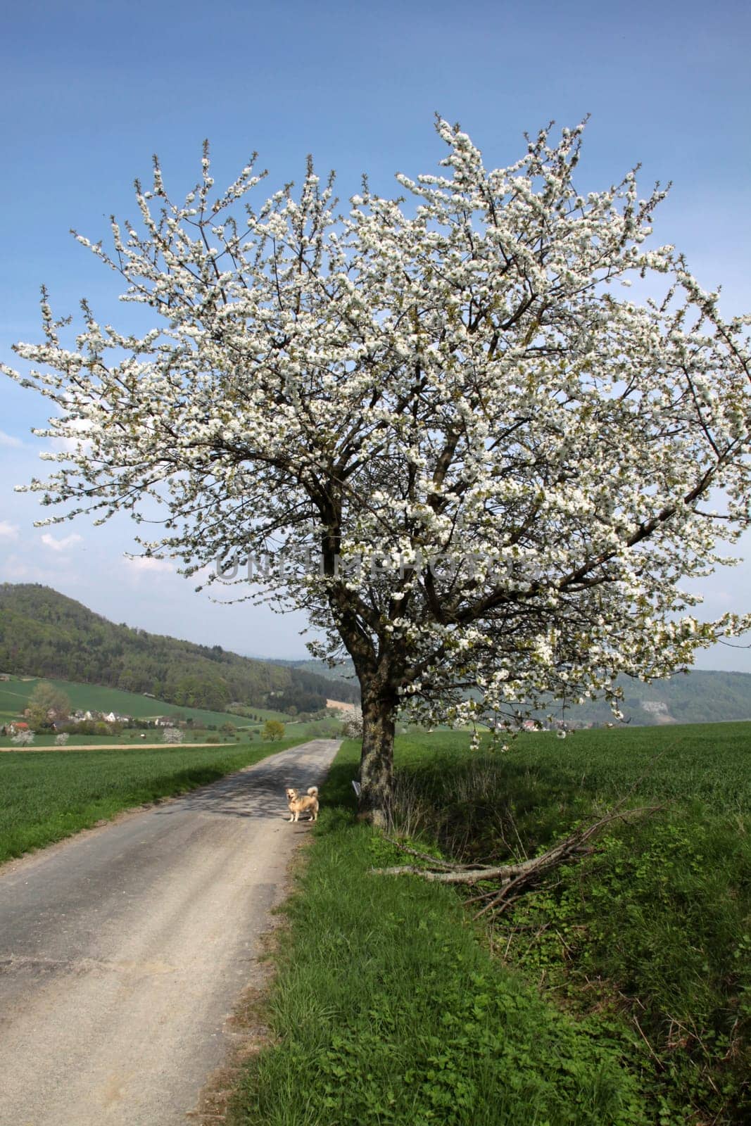 Cherry blossom in the Weser Uplands
