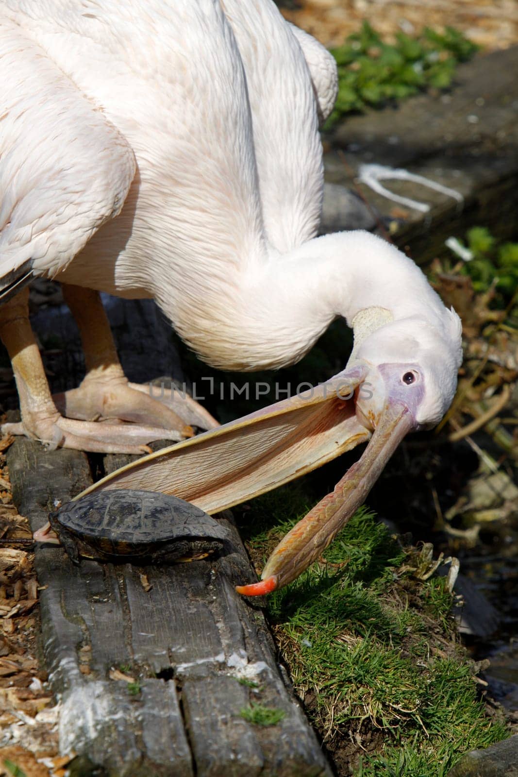 Pink pelican tries to catch turtle