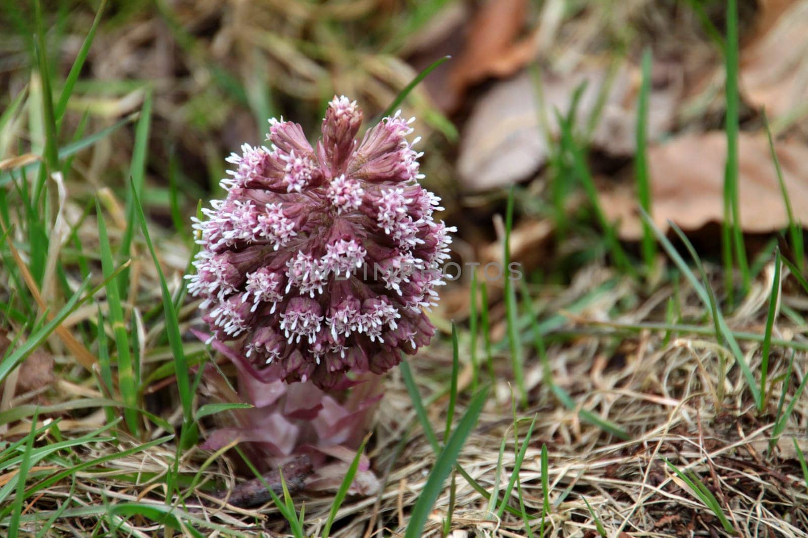 Common butterbur