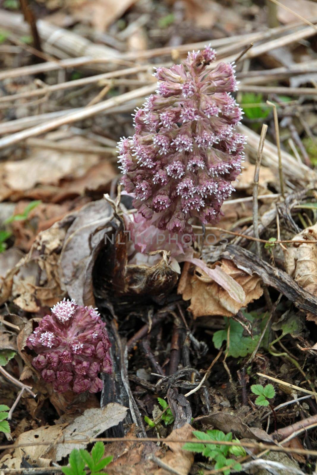 Common butterbur