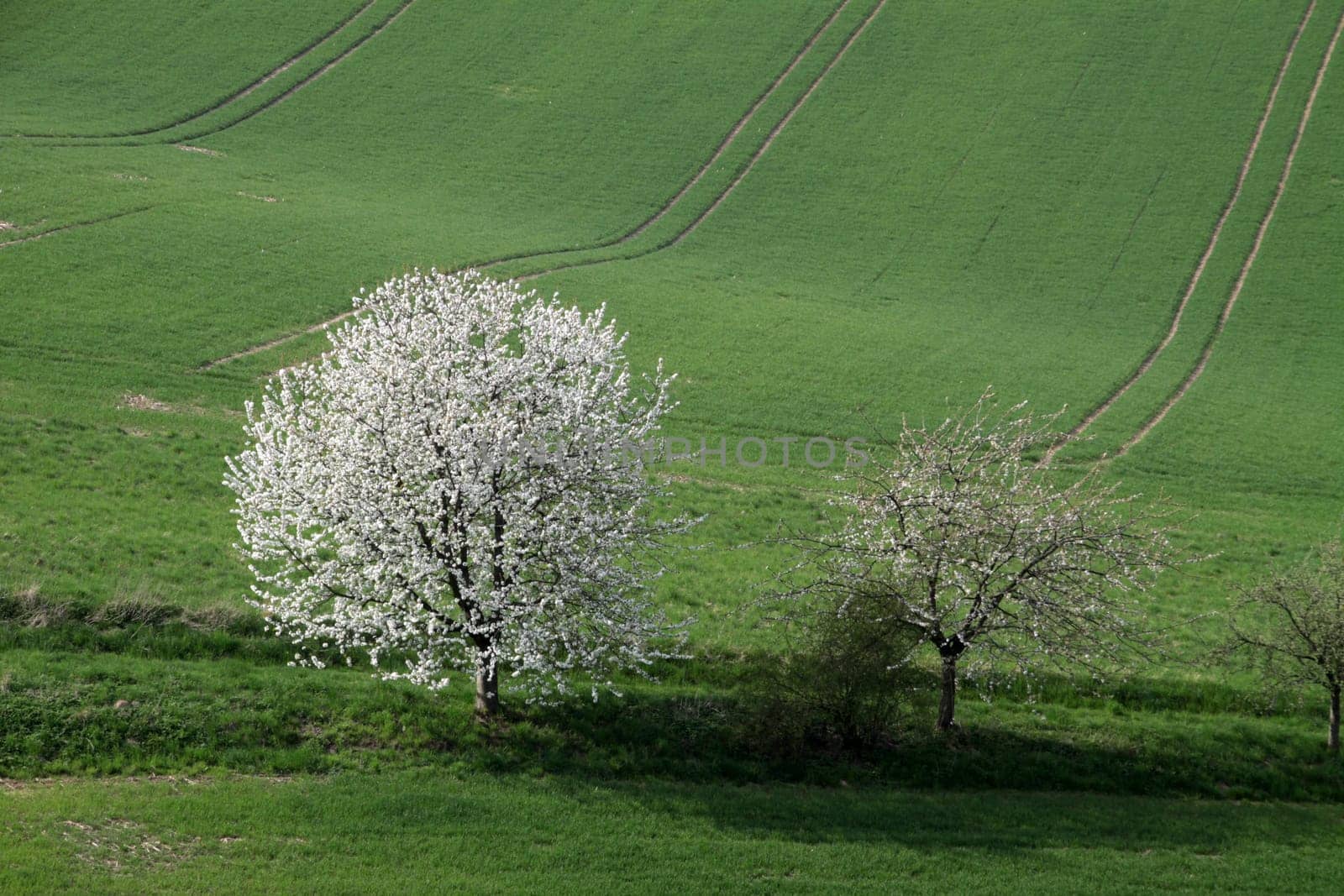 Cherry blossom in the Weser Uplands